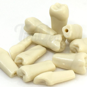 DIENTES PERMANENTES CON RAIZ